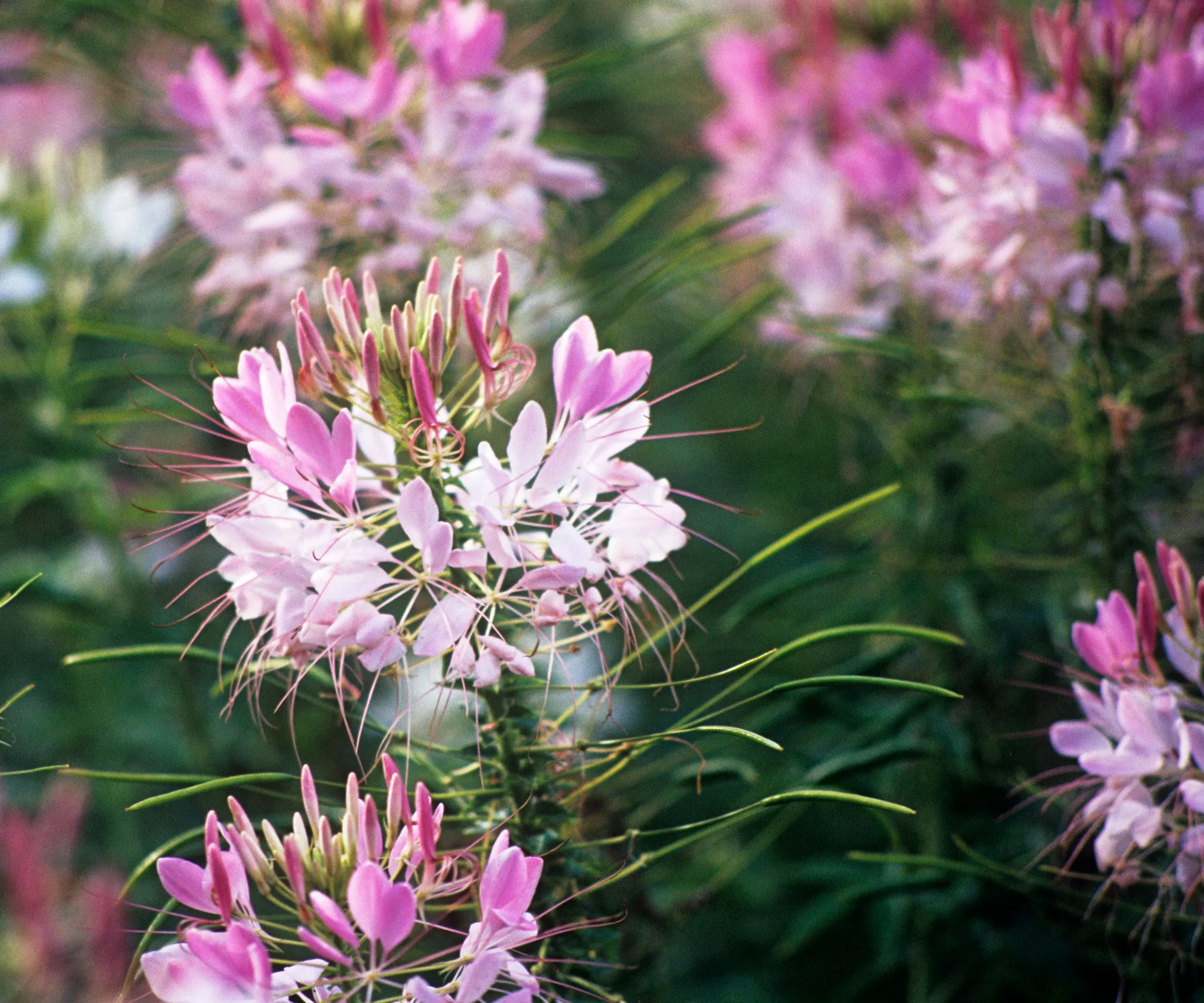 blassrosa Cleome-Blüten (Spinnenblume).' loading='lazy' title=