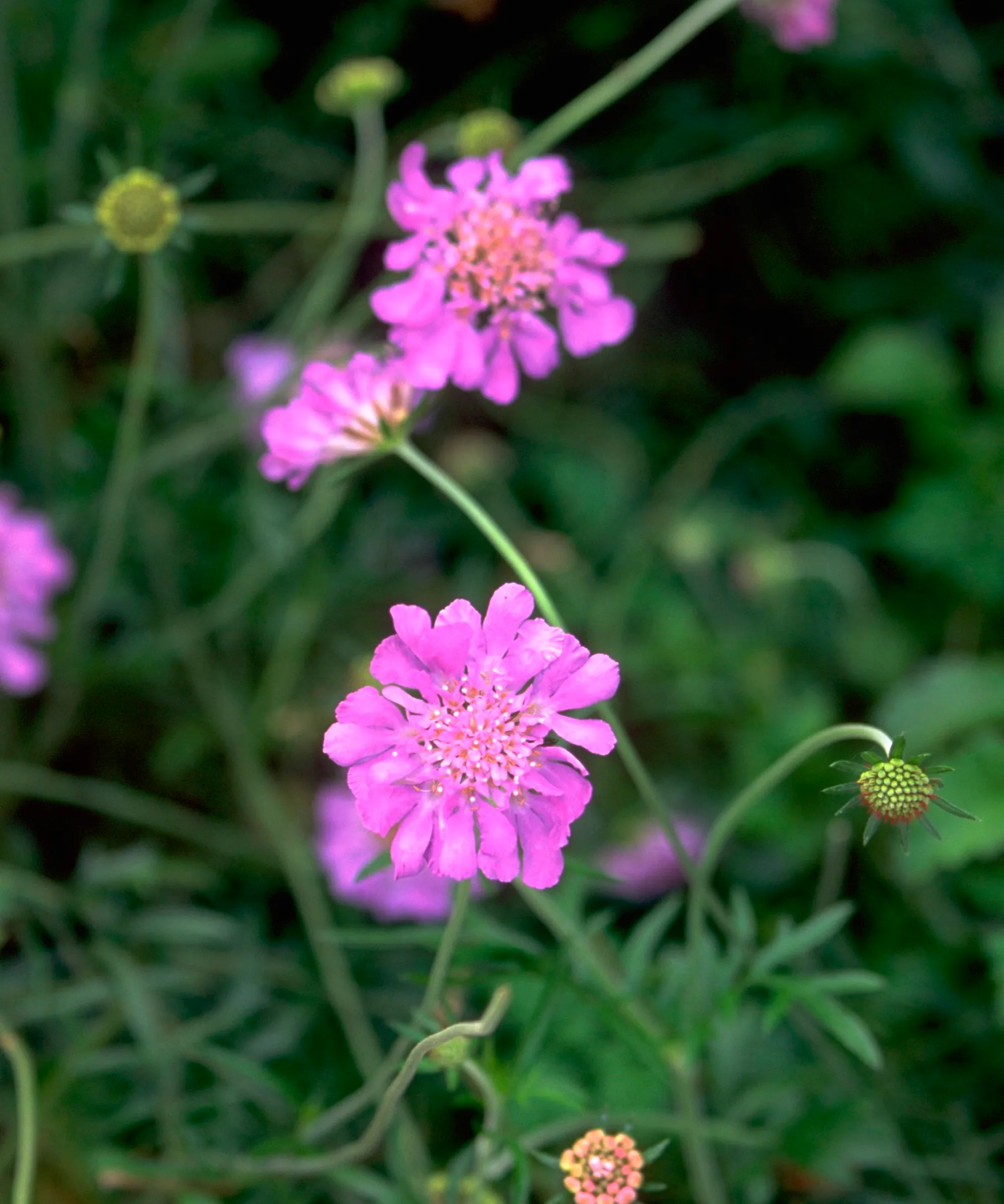 Scabiosa mit rosa Blüten' loading='lazy' title=