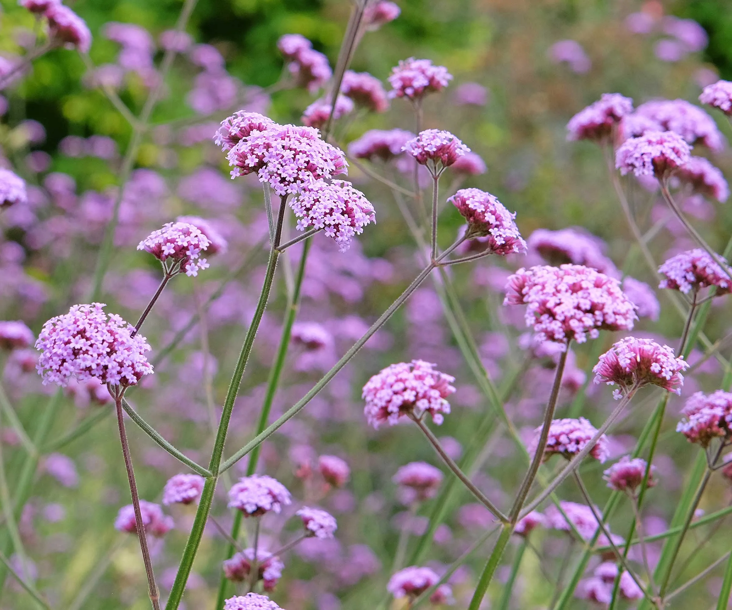 Verbena bonariensis-Blüten' loading='lazy' title=