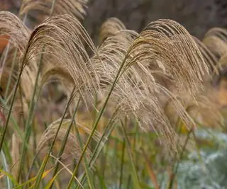 Miscanthus Nepalensis i efterårshaven