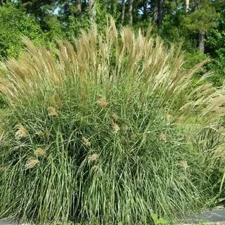 Miscanthus fra Garden Goods Direct