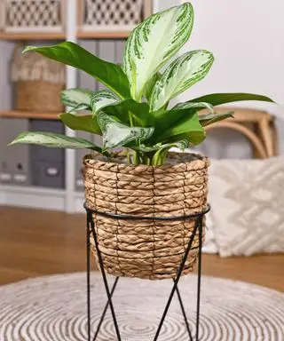 Guia chinês de cuidados perenes – 5 dicas de especialistas para manter esta planta padronizada saudável