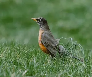 Pájaro petirrojo americano sobre el césped
