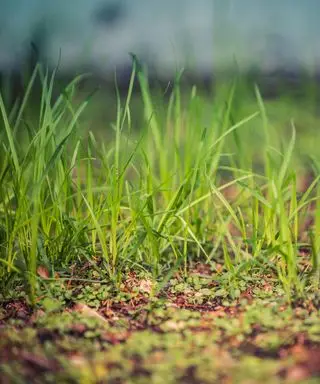 ¿Cómo evito que los pájaros coman semillas de pasto y arruinen mi nuevo césped? Los expertos resuelven el dilema