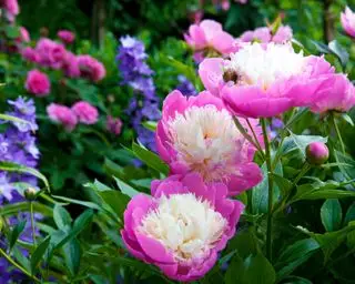 Comment faire pousser des pivoines