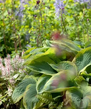 Hostas dans un jardin d'automne