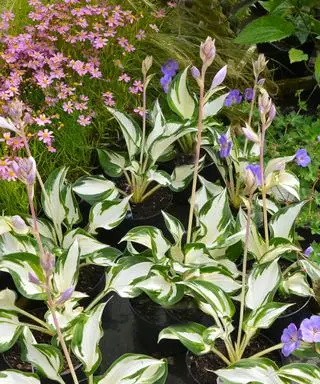 Hostas dans un jardin d'automne