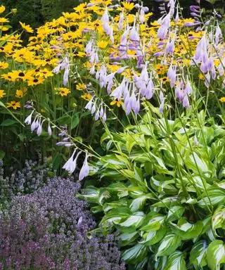 Hostas dans un jardin d'automne