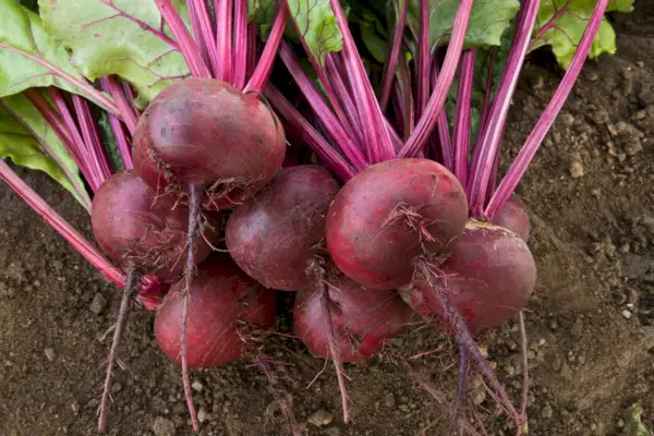 Quando raccogliere le barbabietole: per risultati sempre perfetti e gustosi