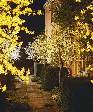 árvores do jardim iluminadas à noite