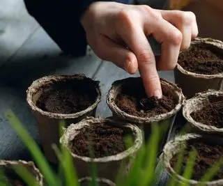 planter des graines