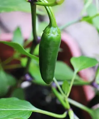Piment jalapeno vert poussant sur une plante dans un pot