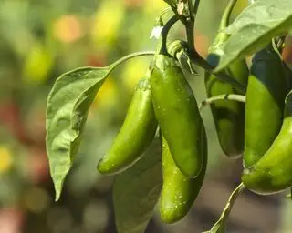 Piments Jalapeno mûrissant sur une plante