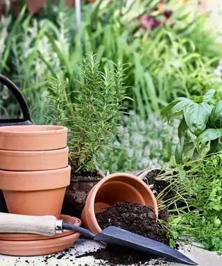 ¿Cuál es la mejor tierra para macetas para hierbas? Crea el entorno de cultivo perfecto con estos consejos