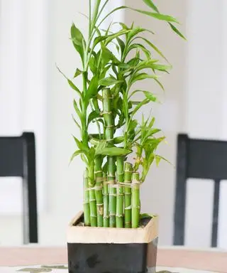 feng shui planter for å unngå bambusplante