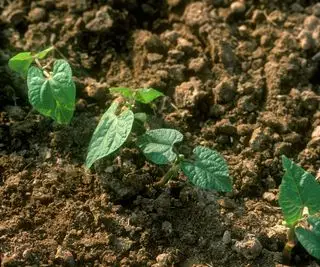 Una hilera de plántulas de frijol negro que crecen en un campo