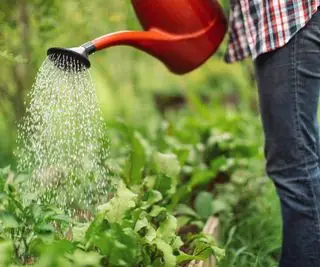 Regar plantas de hortalizas con una lata.