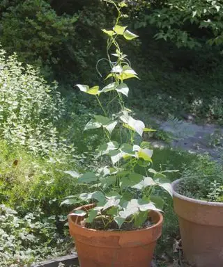 Una planta de frijol en un contenedor que crece en un lugar soleado en una terraza