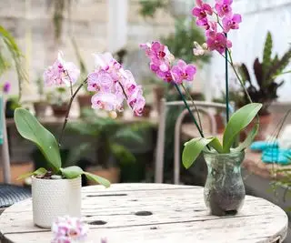 Różowe orchidee w pojemnikach na drewnianym stole