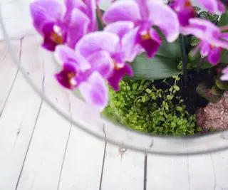 Patrzę w dół na terrarium ze storczykami