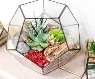 sukulenty w terrarium geometrycznym