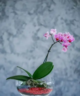 Różowa orchidea w szklanym terrarium na niebieskim tle