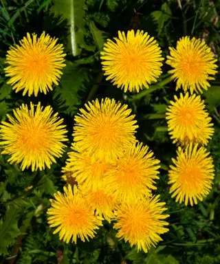Mauvaises herbes dans un jardin