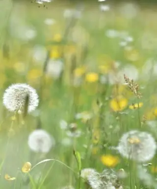Mauvaises herbes dans un jardin