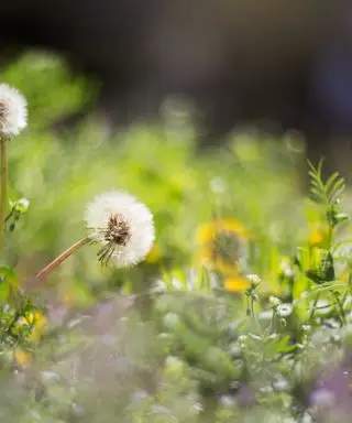 Utiliser du sel pour tuer les mauvaises herbes : voici ce qu'il faut savoir avant de se lancer