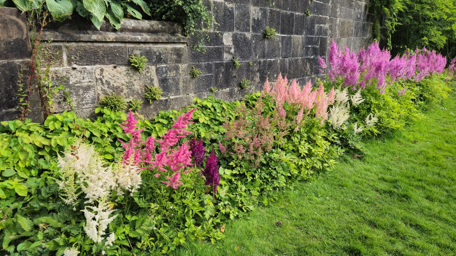 Qué hacer con los ásteres en el otoño después de la floración para garantizar otra exhibición espectacular el próximo año