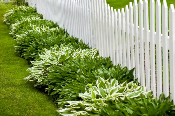 ギボウシを植える時期 – 緑豊かな葉を見せるために