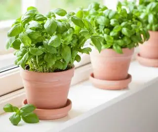 albahaca en macetas de terracota