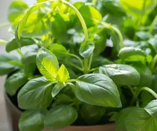 hojas de albahaca