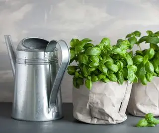 Plantas de albahaca y regadera de metal.