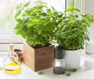 plantas de albahaca