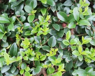 Arbusto de hoja perenne Ligustrum delavayanum bueno como planta para topiario