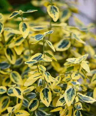Euonymus 'Esmeralda y oro