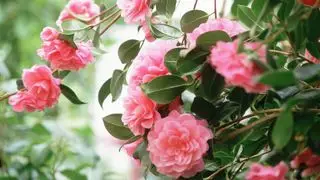 camelia doble rosa en plena floración