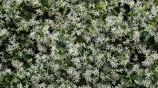 Muro de jazmín estrella en flor.
