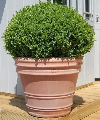 bola de buxus en un recipiente