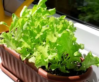 Alface crescendo em um cocho dentro de casa no parapeito de uma janela