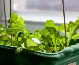 Como cultivar alface dentro de casa – dicas de especialistas para folhas cultivadas em casa durante todo o ano no parapeito de uma janela