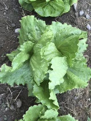 isbjergsalat i hvordan man dyrker salat