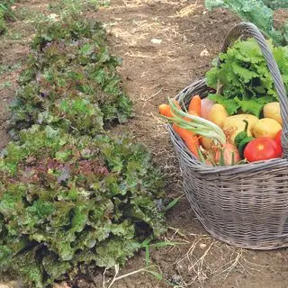 egebladsalat i jorden i Sådan dyrker du salat