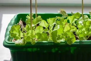 salat i vindueskarmen i hvordan man dyrker salat