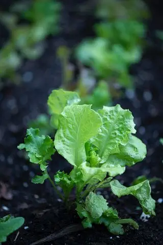 Sådan dyrker du salat – plant og pleje icebergsalat og andre sorter