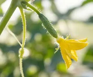 cetriolo con fiore