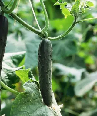 So bewahren Sie Gurkensamen auf – für die Anpflanzung einer neuen Ernte in Ihrem Garten