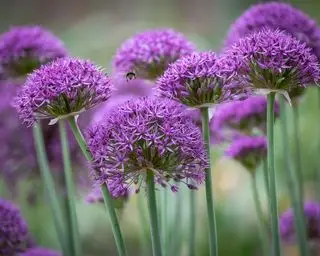 alliums en fleurs