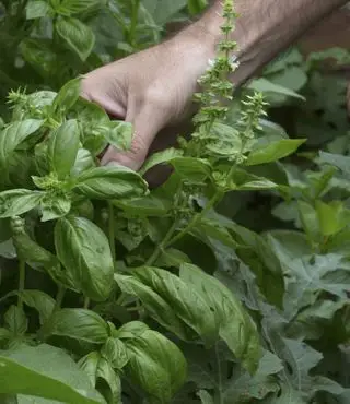 cueillir des feuilles de basilic sur une plante